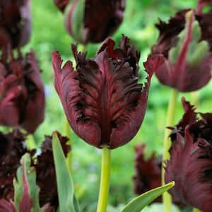 12/+ cm, Black Parrot Tulip Flower Bulbs (Bag of 25)