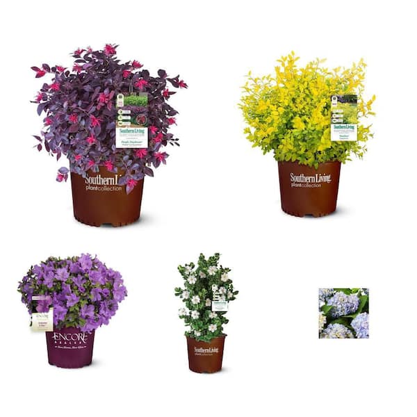 5-Pack Shrub Combo: Loropetalum, Ligustrum, Azalea, Gardenia, Hydrangea