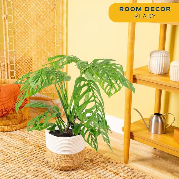 Trending Tropical Monstera Esqueleto Indoor Plant in 10 in. Decor Weave Planter, Avg. Shipping Height 2-3 ft. Tall