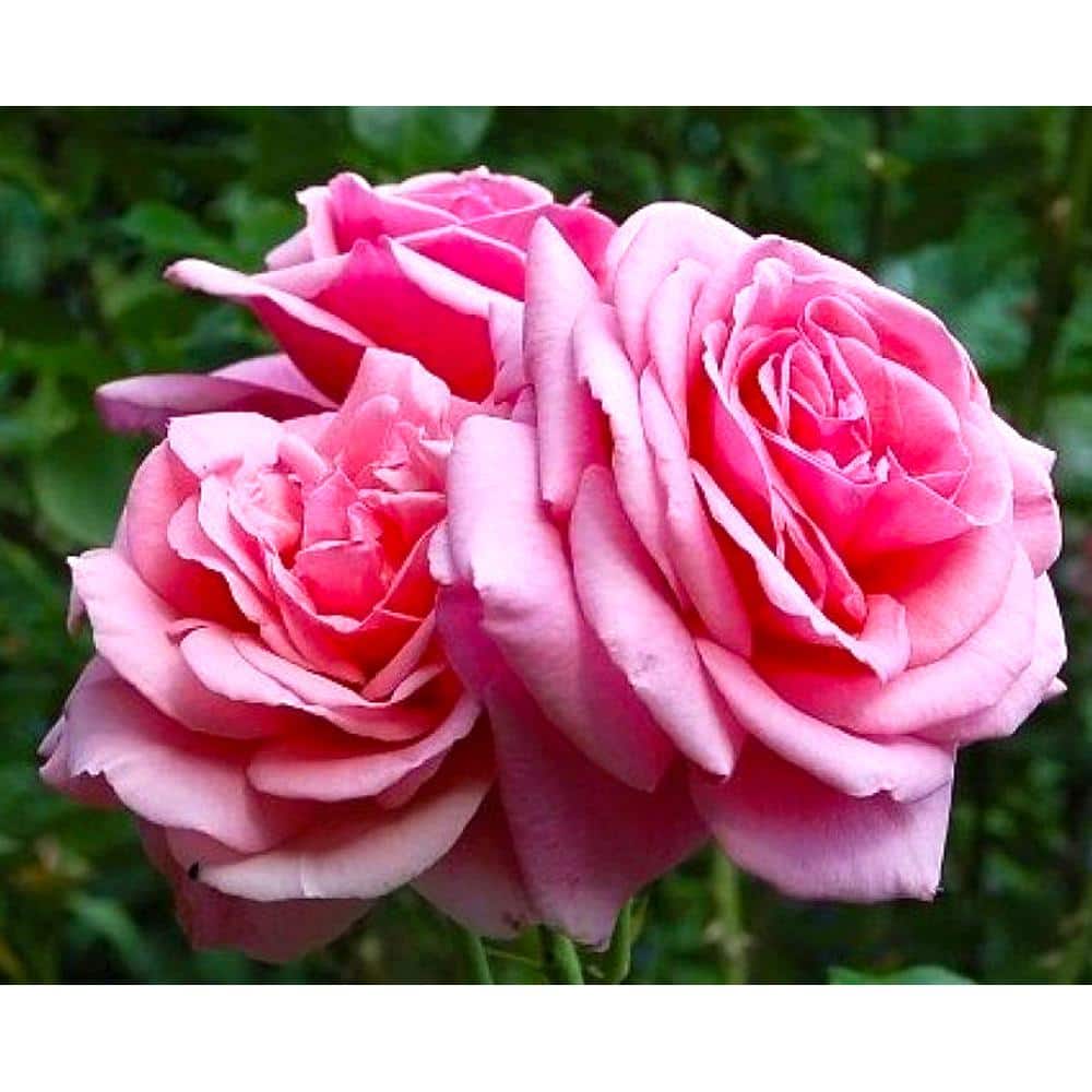 Lovely Rose Climber or Trimmed as a Center Piece Pink Aloha Climbing Rose Live Plant Gift 2 Gal Size