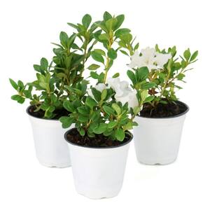 national PLANT NETWORK 4 in. Azalea FlorAmore White Shrub (3-Pack