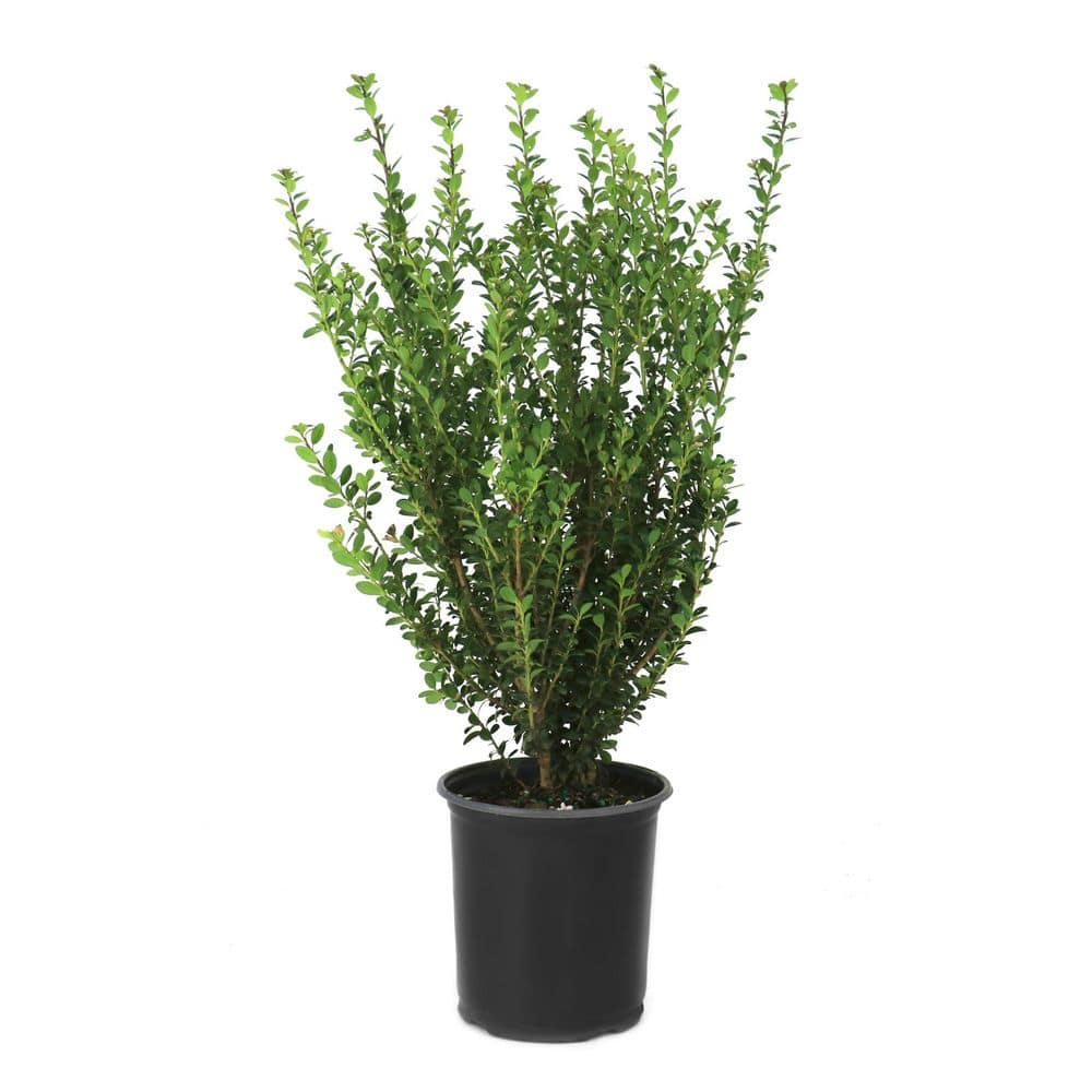 national-plant-network-shrubs-
