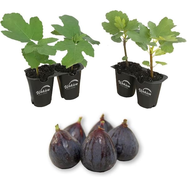 2 in. Beer's Black Fig Edible Fruit-Bearing Tree (Ficus Carica) (4-Pack)