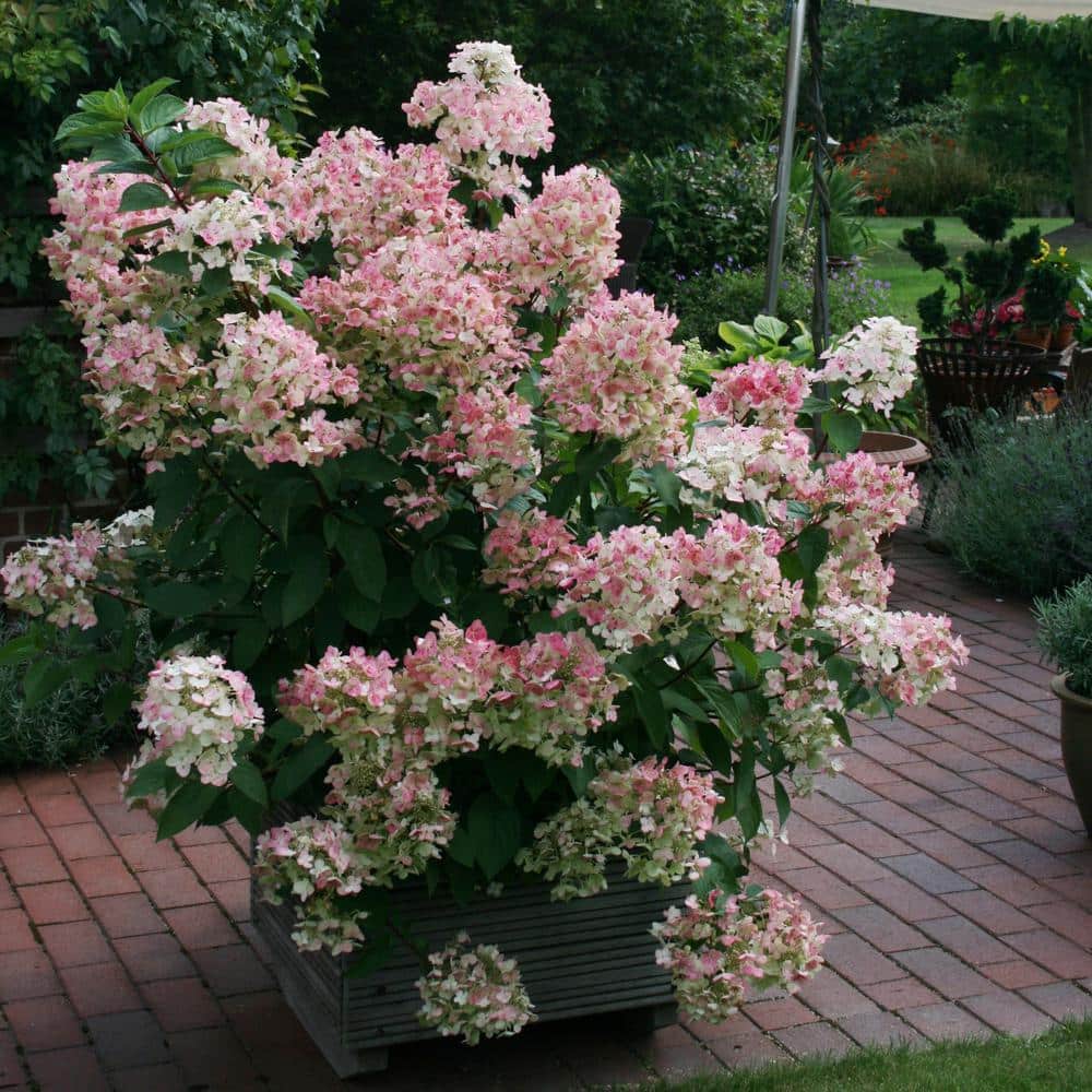 Compact White Hydrangea Flowering Shrub in 1-Gallon Container