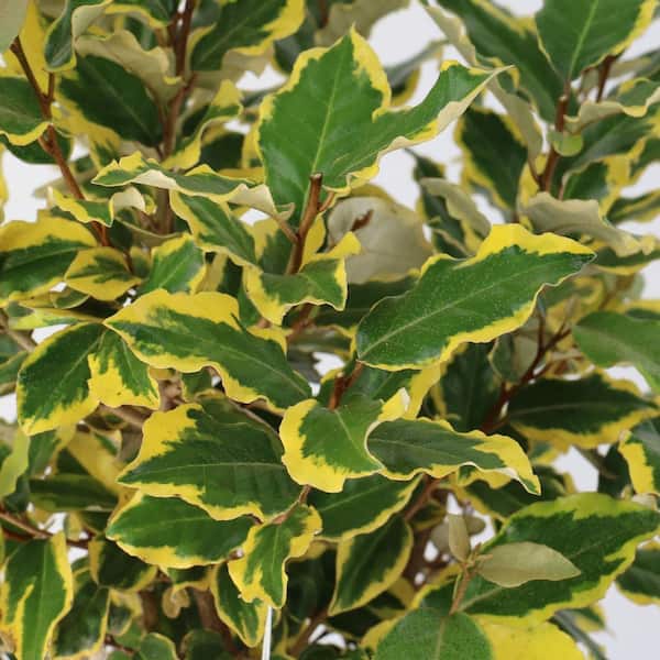 national PLANT NETWORK 2 gal. Sweet Thing Japanese Magnolia Shrub