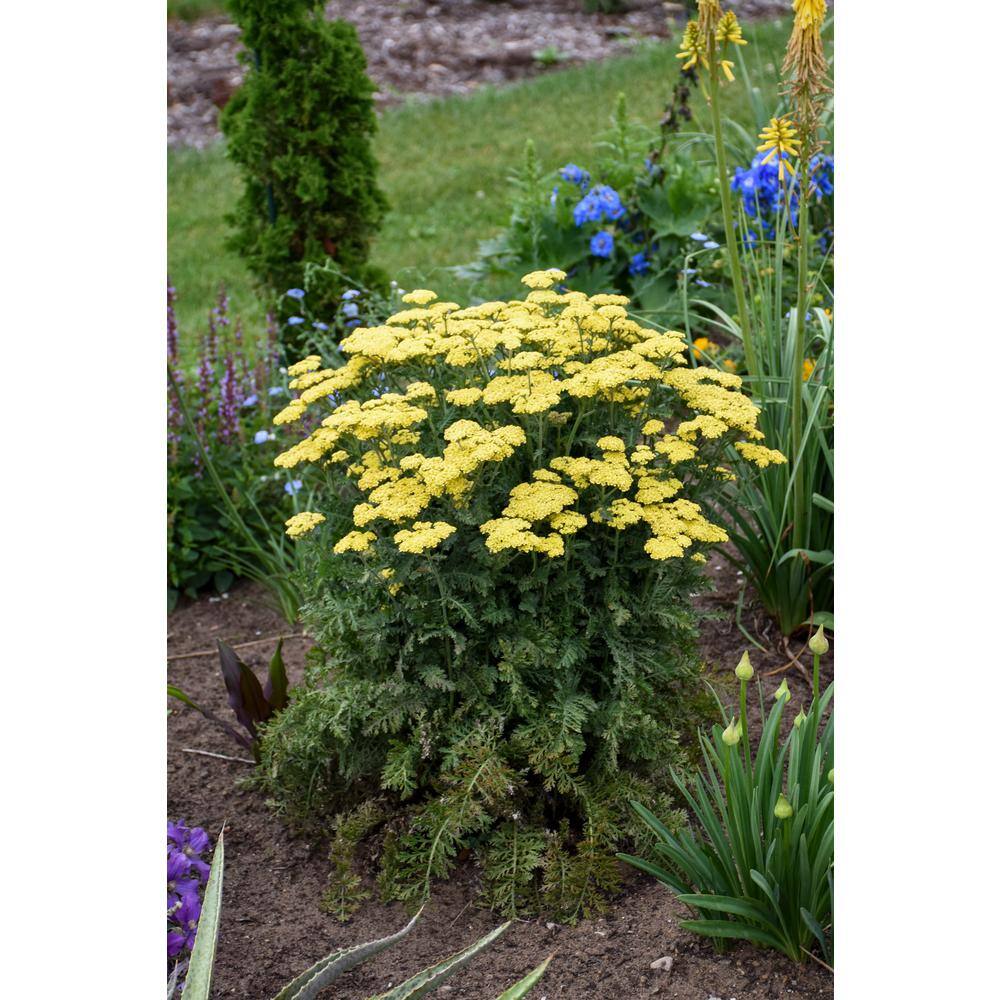 Bright Yellow Achillea Hybrid Outdoor Plant in 1-Gallon Pot