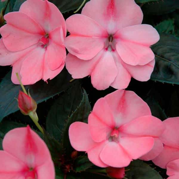 4.25 in. Eco+Grande Compact Blush Pink SunPatiens Impatiens Outdoor Annual Live Plant with Pink Flowers (4-Pack)