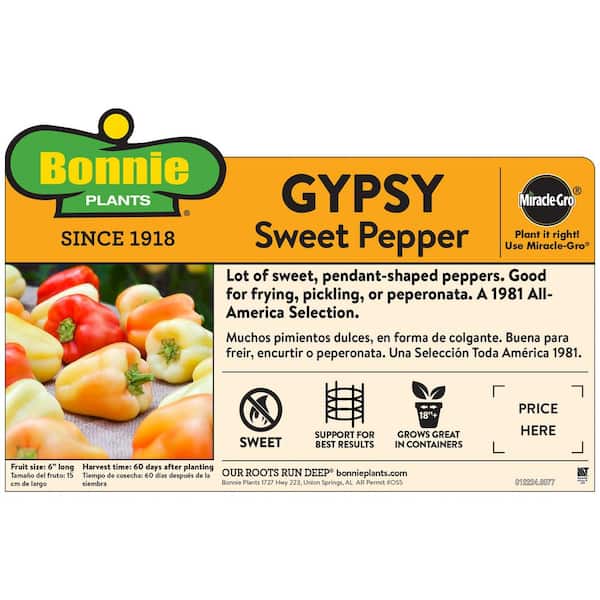 19 oz. Gypsy Pepper Plant