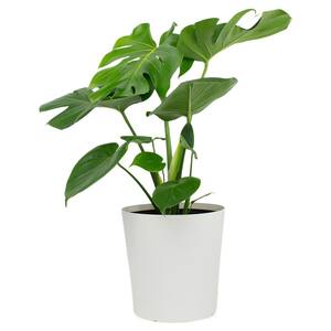 1.9 Gal. Philodendron Monstera Deliciosa Plant in 9.25 in. Designer Pot