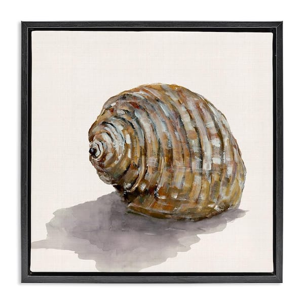 Stupell Industries Curved Seashell on Beige by Jacob Q Black Floater Frame Coastal Graphic Art Print 18 in. x 18 in.