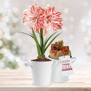 26/28cm Dancing Queen Double Amaryllis Bulb Gift Kit with White Container