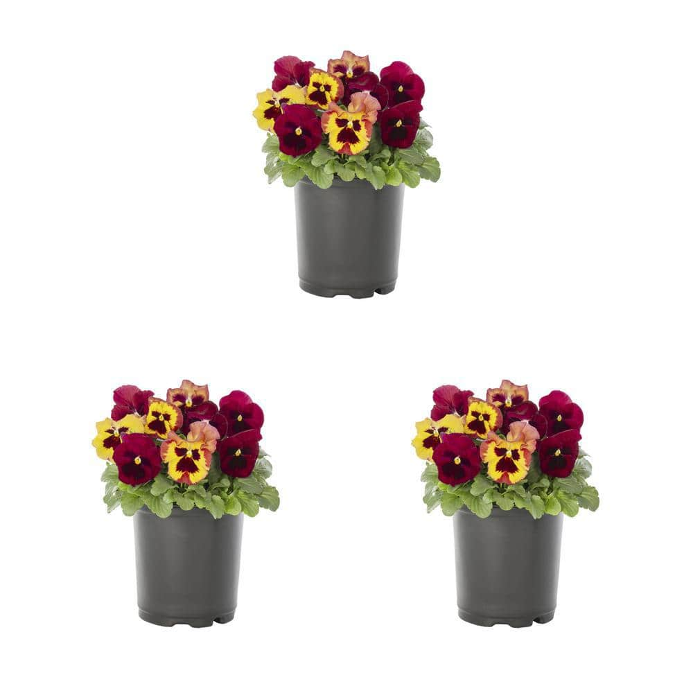 METROLINA GREENHOUSES 2 Qt. Pansy Yellow and Red Blotch Mix Annual ...