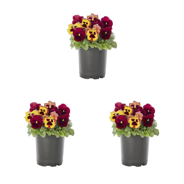 METROLINA GREENHOUSES 2 Qt. Pansy Yellow and Red Blotch Mix Annual Plant (3-Pack)