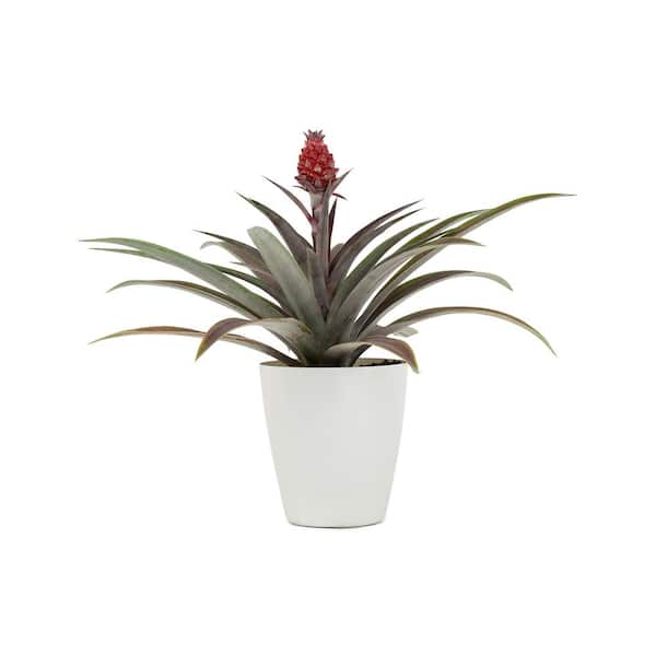 Pure Beauty Farms 1 Qt. Pineapple Plant Mini Me Cathy Red in 4.7 in. Designer Pot