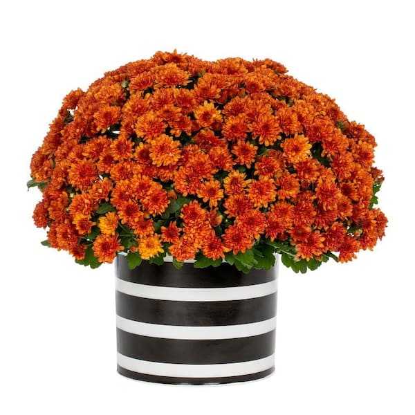 Vigoro 3 qt. Live Orange Chrysanthemum (Mum) Plant for Fall Porch or Patio in Decorative Black and White Striped Tin (1-Pack)