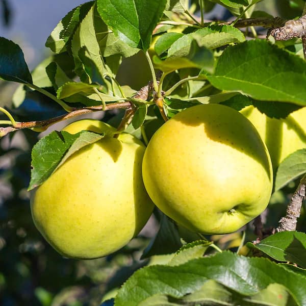 Unbranded Golden Delicious Apple Tree