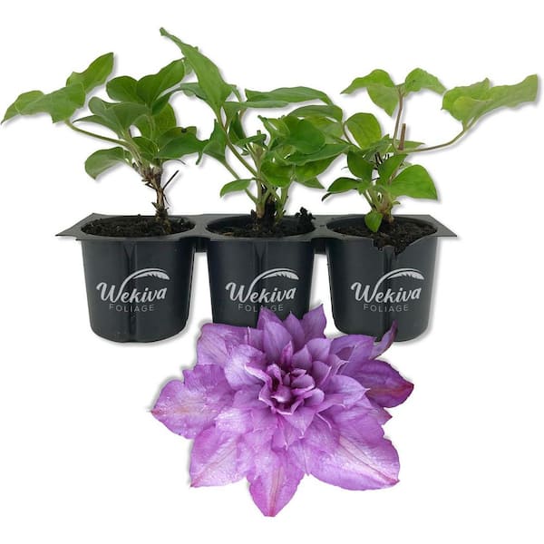 Clematis Proteus 3-Live Starter Plants in 2 in. Growers Pots-Starter Plants Ready for The Garden-Rare Clematis