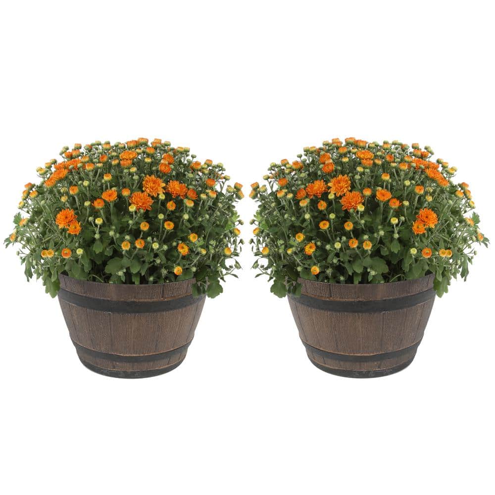 Costa Farms 3 Qt Ready To Bloom Orange Fall Mums Chrysanthemum In Whiskey Barrell 2 Pack Chr3qtorg2pkwb The Home Depot