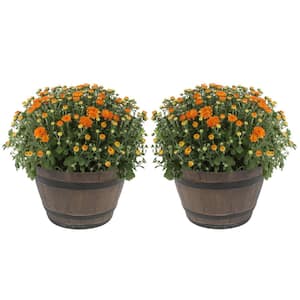 Orange Ready to Bloom Fall Chrysanthemum Outdoor Plant in 3 Qt. Whiskey Barrell, Avg.Shipping Height 1-2 ft. (2-Pack)