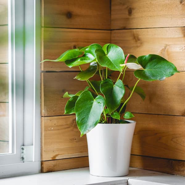 national PLANT NETWORK Lace Leaf White Heart Anthurium Plant in 6 in. Grower Container