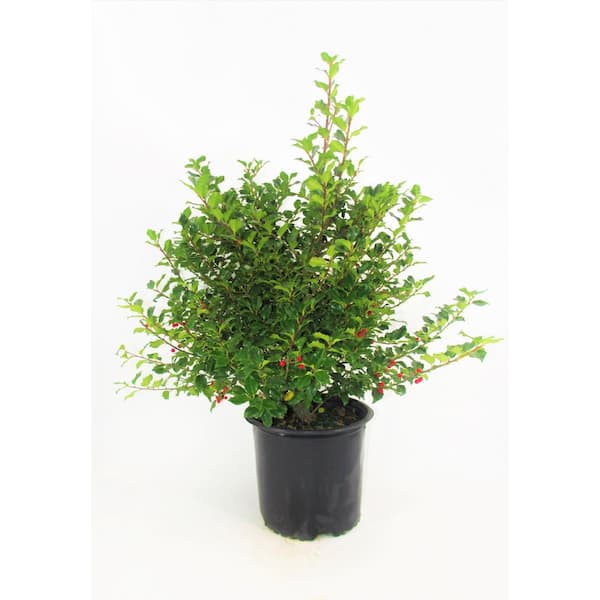3 Gal. Blue Princess Holly (Ilex) Evergreen Flowering Live Shrub with White Flowers