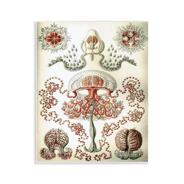 Stupell Industries Classic Haeckel Diagram by Graffi*Tee Studios Unframed Animal Graphic Art Print 14 in. x 11 in.