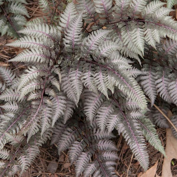 Japanese Painted Fern Perennial Starter Plant (1-Pack)