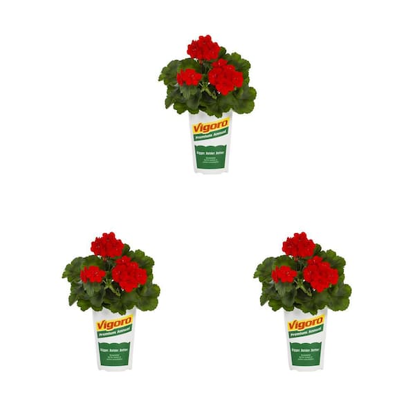 Vigoro 2 qt. Geranium Calliope Medium Bright Scarlet Red Annual Plant (3-Pack)