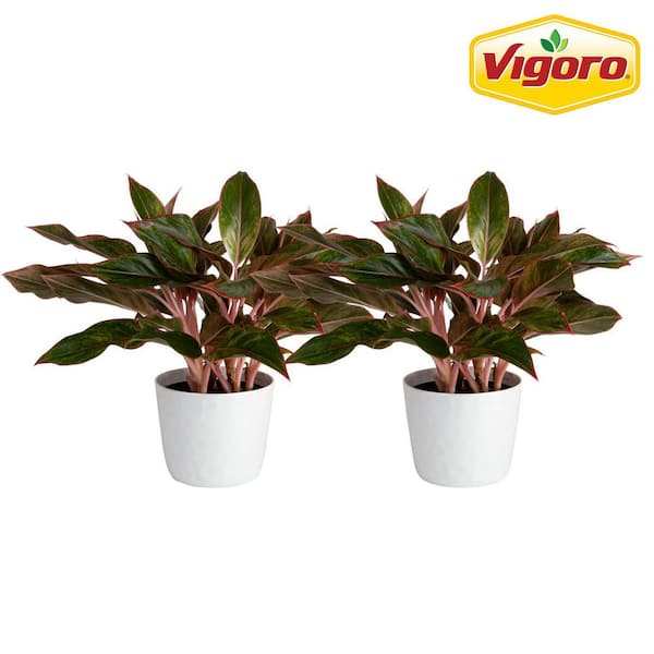 Vigoro Grower's Choice Aglaonema Chinese Evergreen Indoor Plant in 6 in. White Decor Pot, Avg. Shipping Height 1-2 ft. (2-Pack)