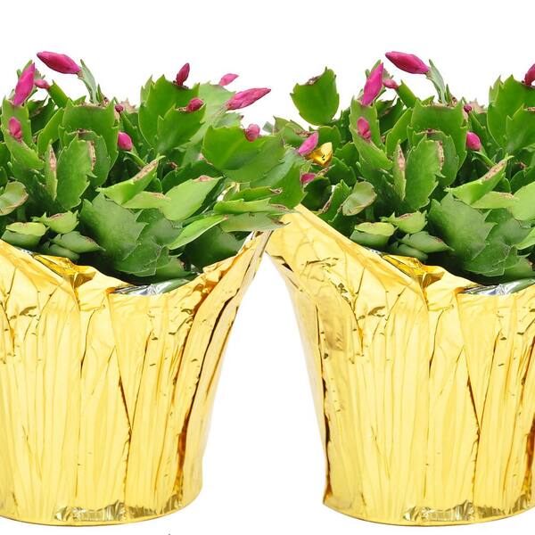 Costa Farms 6 In. Fresh Christmas Cactus Grower's Choice - Pink, Red Or White (Live 2-Pack) Co.6Zygo.3.Gold