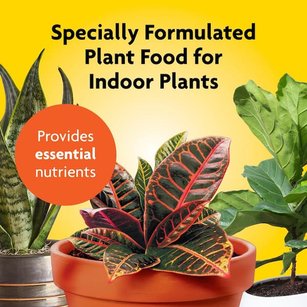 where to buy aloe vera plants Aloe Vera