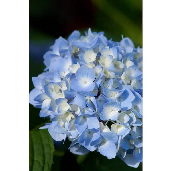 1 Gal. The Original Reblooming Hydrangea Flowering Shrub with Pink or Blue Flowers