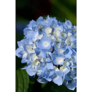 2 Gal. The Original Reblooming Hydrangea Flowering Shrub with Pink or Blue Flowers
