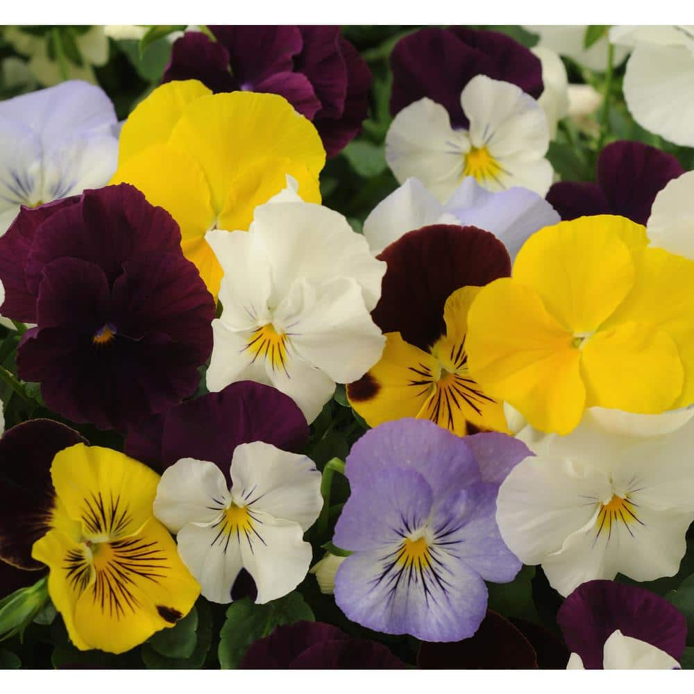 BELL NURSERY 4.5 in. Pansy Plant Assorted Colors Annual Live Plant ...