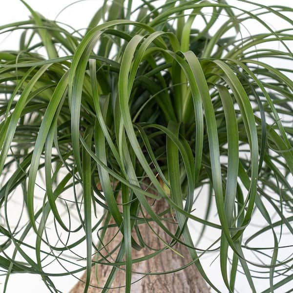 United Nursery Ponytail Palm Beaucarnea recurvata Live Houseplant in 9.25  inch Grower Pot 21269 - The Home Depot