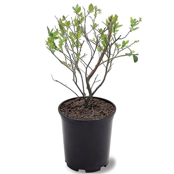 #1 Pot Powder Blue Rabbiteye Blueberry Fruit-Bearing Plant