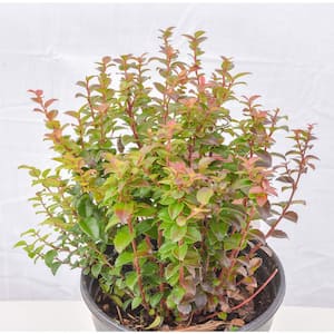 1 Gal. Pacific Evergeen Huckleberry Plant