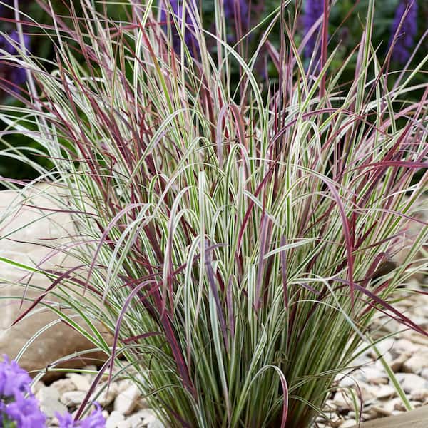 Spring Hill Nurseries 2.50 Qt. Pot, Chameleon Variegated Little Bluestem Ornamental Grass, Live Deciduous Perennial Plant (1-Pack)