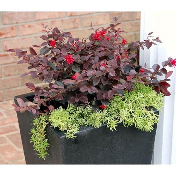 2 Gal. Ever Red Loropetalum, Evergreen Shrub with Purple Foliage, Red Ribbon Blooms