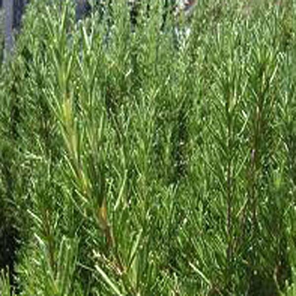 OnlinePlantCenter 3.5 in. Spice Island Rosemary Culinary Herb Plant