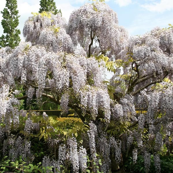 national PLANT NETWORK 2.5 Qt. Wisteria White Flowering Shrub with White Flowers