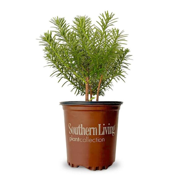 2.5 qt. Yewtopia Plum Yew Shrub (Cephalotaxus Harringtonia) Live Evergreen Bush with Dark Green Needled Foliage