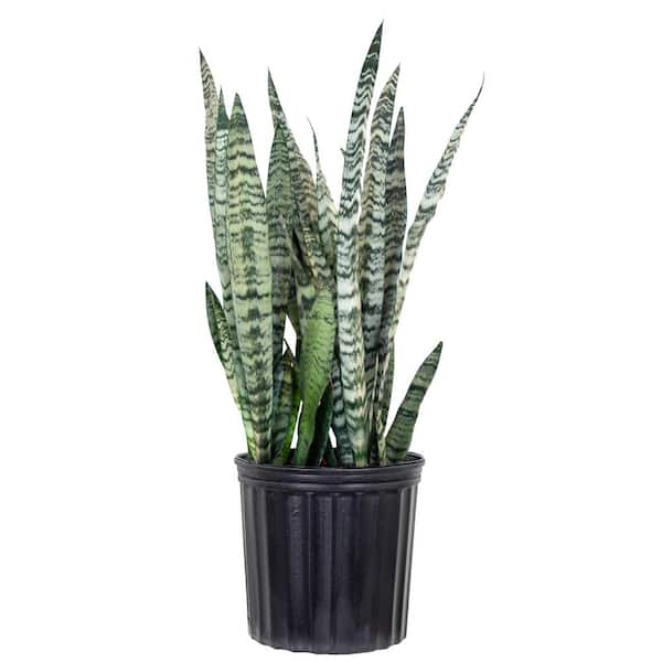 Live Snake Plant Sansievieria Zeylanica in 9.25 Grower Pot