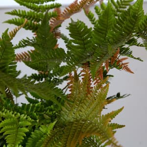 2.5 Qt. Autumn Fern, Live Evergreen Plant, Copper and Green Foliage