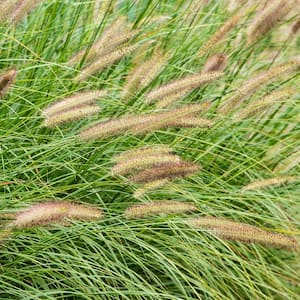 2 in. Pot Fox Trot Fountain Grass, Live Potted Perennial Grass (1-Pack)