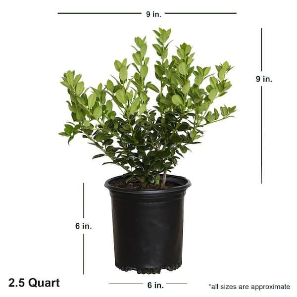 FLOWERWOOD 2.5 Qt. Dwarf Burford Holly (Ilex), Live Evergreen