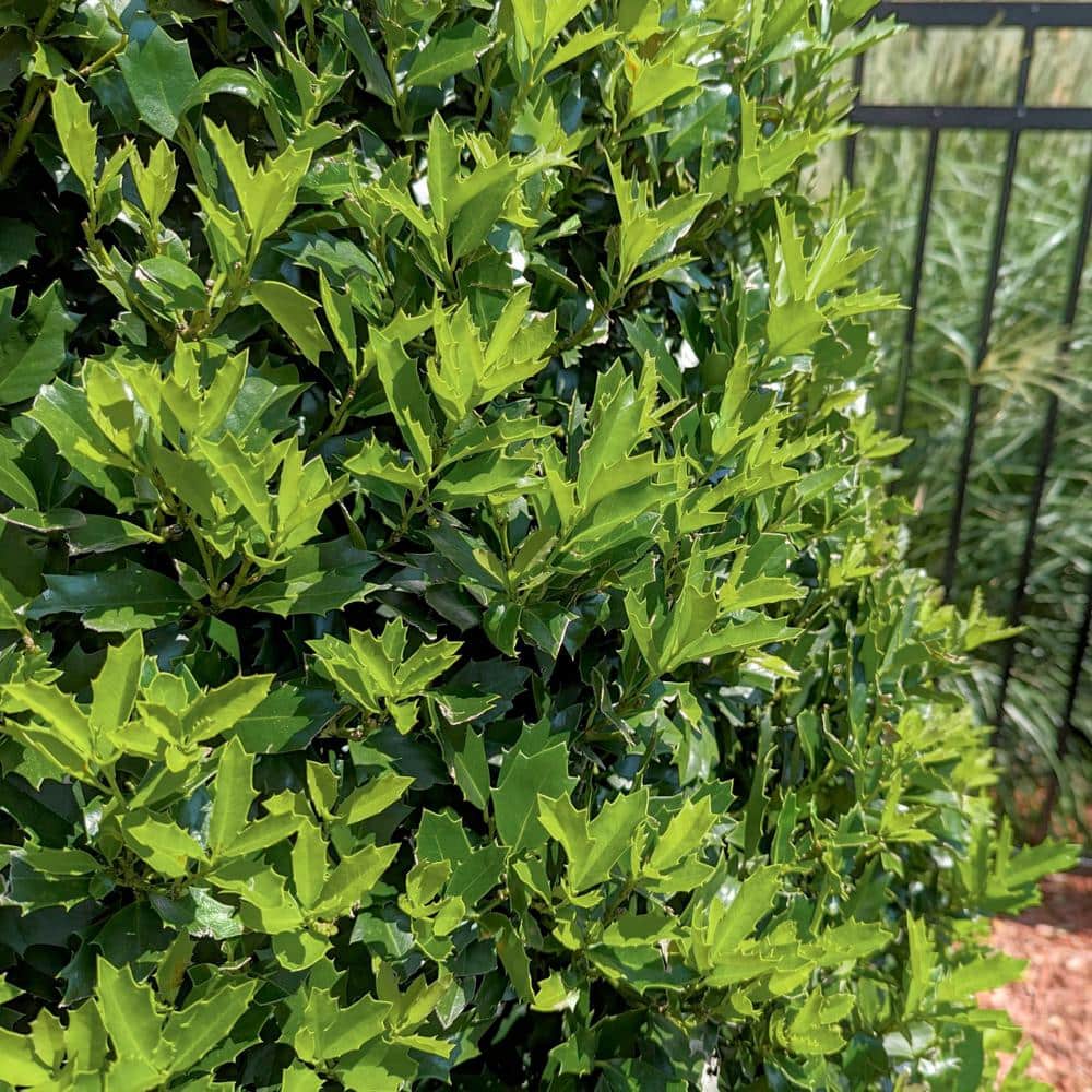 Oakland Holly Evergreen Shrub with Unique Oak-Like Leaves