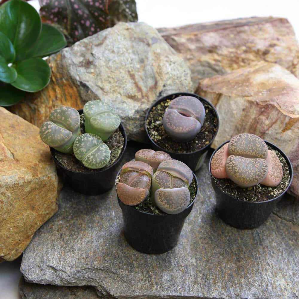 Assorted Color Pet-Safe Lithops Succulent 4-Pack in Black Pots