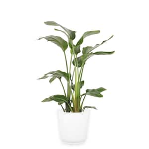 White Bird Indoor Plant in 10 in. Paradise Planter, Avg. Shipping Height 3-4 ft. Tall