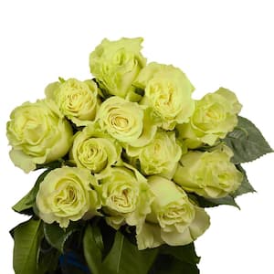 1-Dozen Green Roses- Fresh Flower Delivery